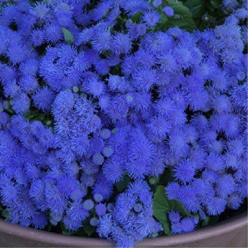 Floss Flower Blue Ball Ageratum Houstonianum Mill Flower Plant Seeds Annual Heirloom