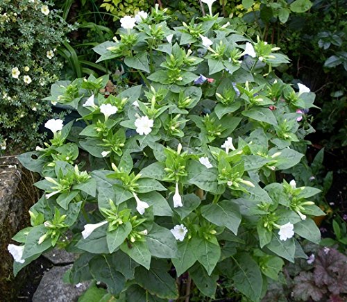 Jasmine White Flowers Fragrant House Plant 100 Real Mirabilis Jalapa 50 Seeds