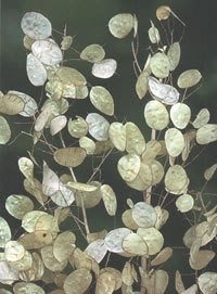 Seedville 100 LUNARIA Biennis Money Plant  Silver Dollar  Honesty  Moonwort Flower Seeds