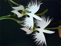 Worlds Rare Flower Japanese Radiata Seeds For Gardenamp Home Planting White Dove Orchids Seeds 50seedsbag