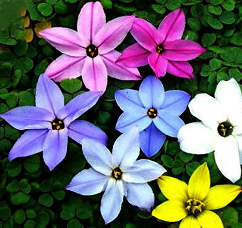 ADB Inc 4 Types Zephyranthes Carinata White Red Yellow Pink Rain Lily Perennial Garden Flower Seeds 01