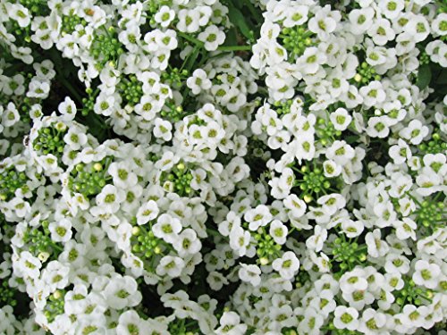 Alyssum Carpet of Snow Nice Garden Flower By Seed Kingdom BULK 1 Lb Seeds