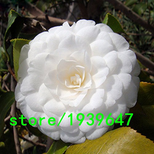 Beautiful White camellia Seeds Potted Plants Roof Terrace Garden Flower Seeds Potted Bonsai Tree Seeds Camellia Seeds 100pcs