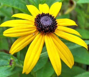 Black Eyed Susan Nice Garden Flower By Seed Kingdom BULK 1 Lb Seeds