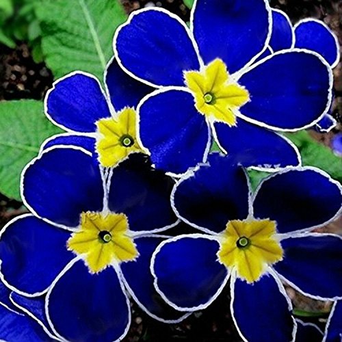 C-Pioneer 200PCS Rare Blue Evening Primrose Seeds Garden Decor Flower