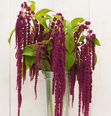 Davids Garden Seeds Flower Amaranth Love Lies Bleeding D1139a purple 1000 Heirloom Seeds