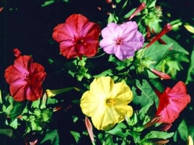 Davids Garden Seeds Flower Four Oclock Mixed Colors Dou111 multi 100 Open Pollinated Seeds