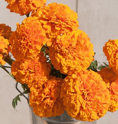 Davids Garden Seeds Flower Marigold Giant Orange Heat Tolerant D1883 orange 50 Open Pollinated Seeds