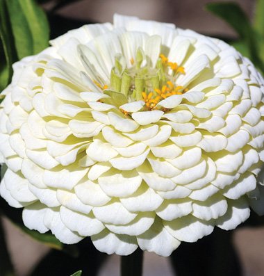 Davids Garden Seeds Flower Zinnia Giant Dahlia Flowered White Heat Tolerant D1877 white 500 Open Pollinated