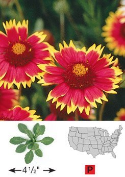 Davids Garden Seeds Wildflower Blanketflower Dgs30067a red Yellow 500 Open Pollinated Seeds