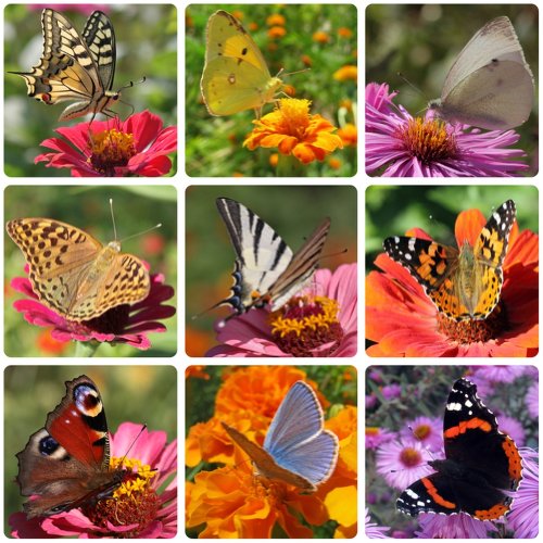 Earthcare Seeds Butterfly Garden Flower Seeds 1000 Seeds