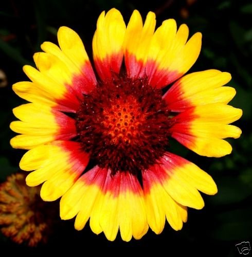 Gaillardia Indian Blanket Nice Garden Flower 1200 Seeds