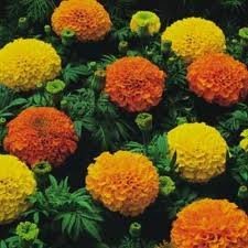 Marigold Cracker Jack Nice Garden Flower By Seed Kingdom BULK 14 Lb Seeds