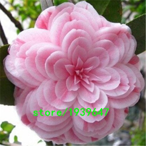 Rare Light Pink Camellia Seeds Potted Plants Garden Flower Seeds Potted Bonsai Tree Japanese Camellia Seed 50PCS