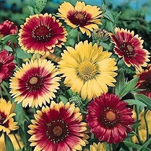 Seeds Blanket Flower-Gaillardia Aristata Organic Russian Garden Flowers Seed