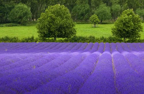 True English Lavender Vera Nice Garden Flower By Seed Kingdom BULK 1 OZ Seeds