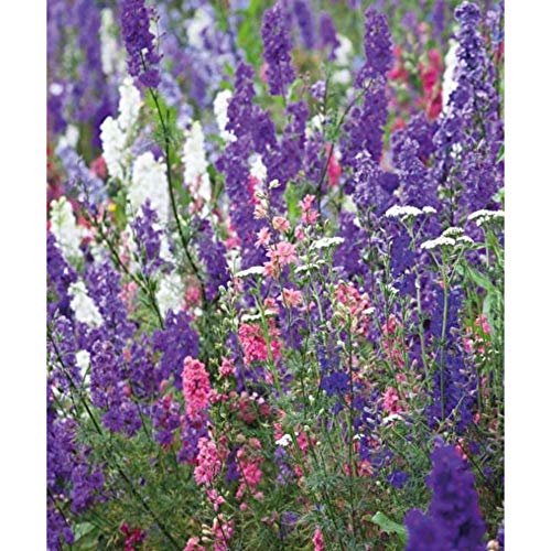 100 Larkspur Mixed Color Hardy Perennial Plant Seeds CB20