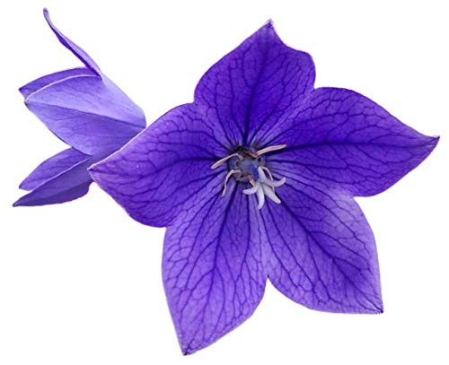 Blue Balloon Flower 50 Seeds - Platycodon Grandiflorus HerbChinese Medicine Flower Garden Blue Sentimental Flower Perennial Garden Bell Plant Seed Pack