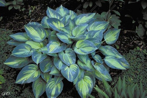 Chitrothu New 100 pcs hosta Perennial Plant Seeds for Easy to Grow Mixed 4
