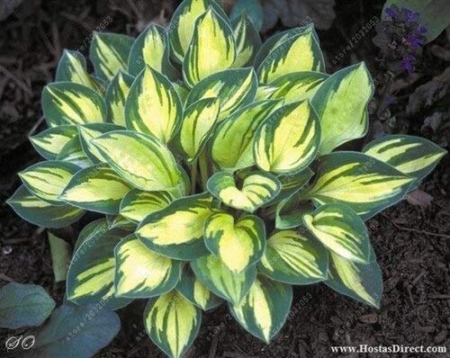 Chitrothu New 100 pcs hosta Perennial Plant Seeds for Easy to Grow Mixed 6