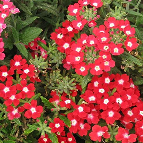 Escolourful 100PCS Farm Rare Verbena Hybrida Voss Perennial Plant Seeds Balcony Potted Flower Seeds for Garden Planting