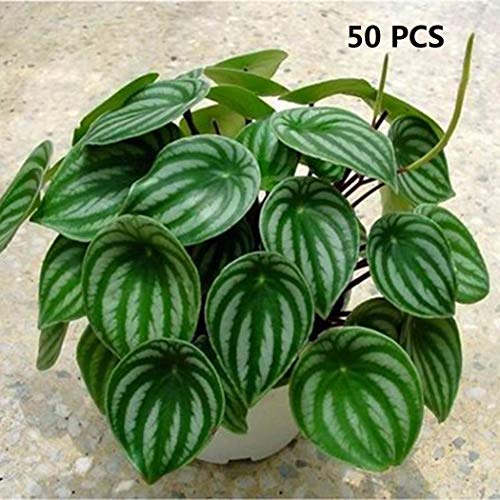 KOUYE GardenSeeds- 100pcs Rare Peperomia Seeds Hardy Perennial Plant Seed Peperomia Plant Seed Indoor Plants for PatioBalconyGarden
