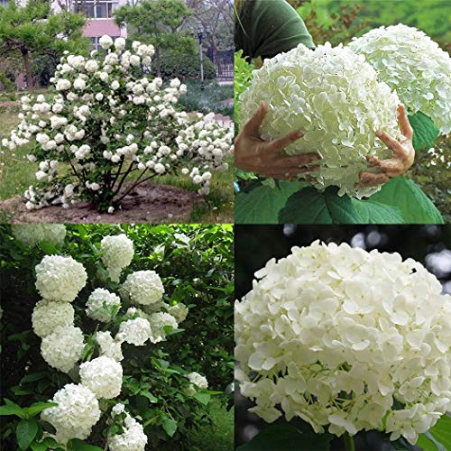 Lioder Seeds Garden - 10pcs Rare White Hydrangea Annabelle Flower Seed Obsession Rose Perennial Plant Seeds