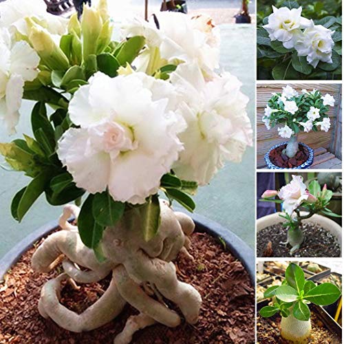 Lioder Seeds Garden - 50pcs White Rose - Live Re-Blooming Groundcover Shrub Rose Flower Seed Perennial Plant Seeds