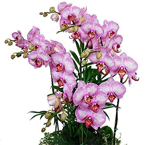 Lioder Seeds Garden - China Butterfly Orchid Flower Seeds Phalaenopsis Seeds Perennial Plant Seeds Bonsai Plants