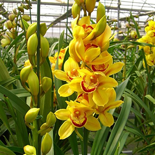 Lioder Seeds Garden - China Rare 50pcs Mix Butterfly Orchid Flower Seeds Phalaenopsis Seeds Perennial Plant Seeds Bonsai Plants