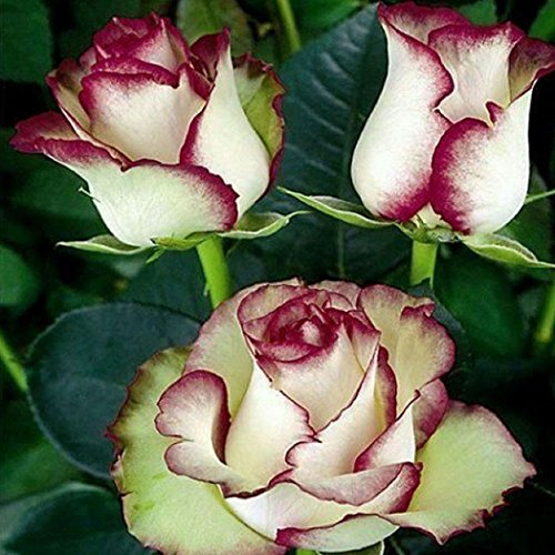 Lioder Seeds Garden - New Varieties 100pcs Rare White-Rot Rose Flower Seed Perennial Plant Seeds Bonsai Plants