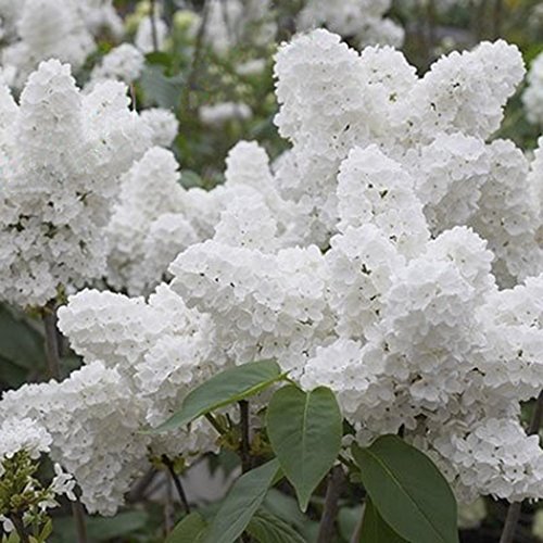 Lioder Seeds Garden - White Hydrangea Annabelle Flower Seed Obsession Rose Perennial Plant Seeds