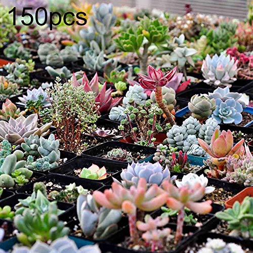 Maserfaliw Succulent Seed 150Pcs Rare Succulent Perennial Plant Seed Home Garden Balcony Bonsai Decor Succulent Seed