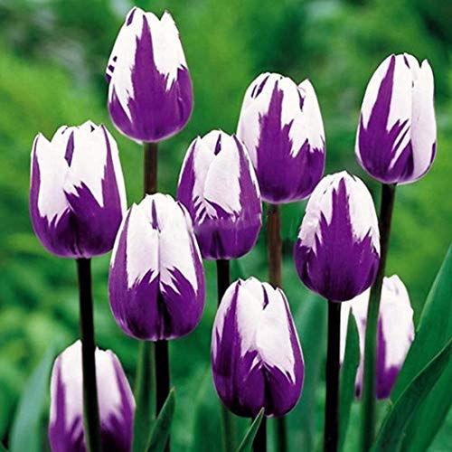 Mifutu Seed Sand Plants- New Bonsai Perennial Plant Tulip Seeds Flower Plants Seeds Flowers