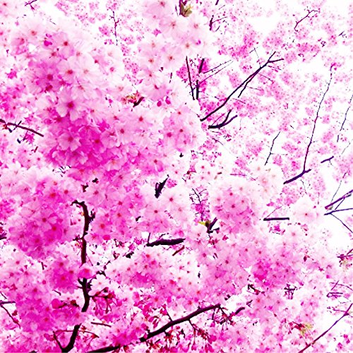 Rare Japanese Pink Cherry Blossom Sakura Tree 10pcs seeds Oriental Sweet Prunus Flower Seeds for home&garden perennial plant