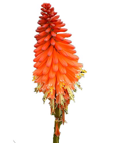 Red Hot Poker 106 Seeds - Kniphofia Showy Red-Yellow Tubular Large Flower Torch Lily Majestic Perennial Outdoor Plant Flowers Seeds for Planting Outdoors
