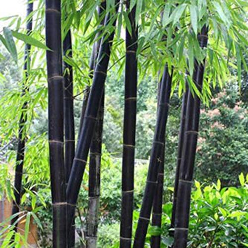Seed House-KOUYE Exotic Moso Bamboo Rarities Bamboo Seeds Hardy Perennial Giant Bamboo Plants Seed Garden Pond Ornamental Plants