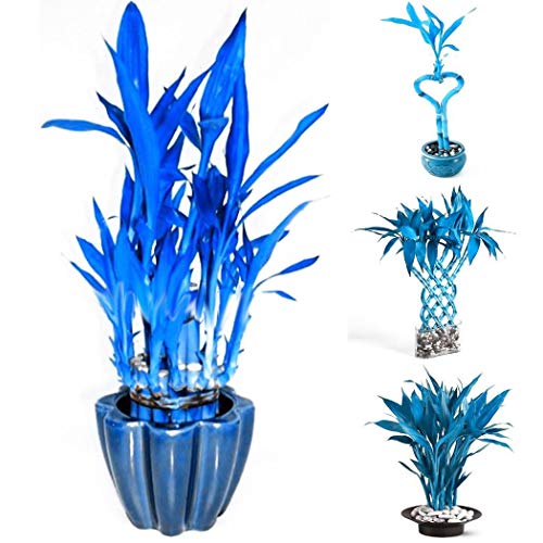 Seed House-KOUYE Rarities 100 Pieces Blue Bamboo Seeds Hardy Perennial Plant Seed Exotic Style Bonsai Bamboo Decorative for Balcony Garden