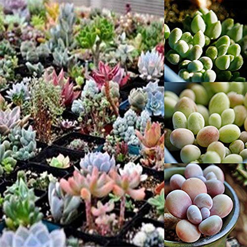 WskLinft 150Pcs Rare Succulent Perennial Plant Seeds Home Garden Balcony Bonsai Decor for Planting for Indoor and Outdoor All Seeds are Heirloom 100 Non-GMO Succulent Seeds