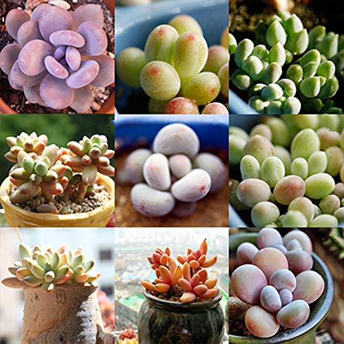 Yvetti 300Pcs Mixed Rare Succulents Perennial Plant Seeds Easy to Grow Home Landscape Ornaments Plant DIY Bonsai Decor Yard Flower Plant 300pcs