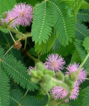 *seeds And Things Sensitive Plant 50 Seeds -leaves Move- Tropical Sensitive Plant Is An Easy To Grow House Plant
