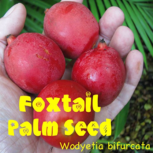 10 Foxtail Palm Tree Wodyetia Bifurcata The Best Seeds Are From Hawaii Easy Grow
