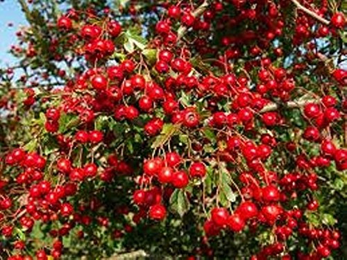 110 Goji Berry Seeds Lycium Chinense Easy To Grow Heavy Fruit Producer Non Gmo