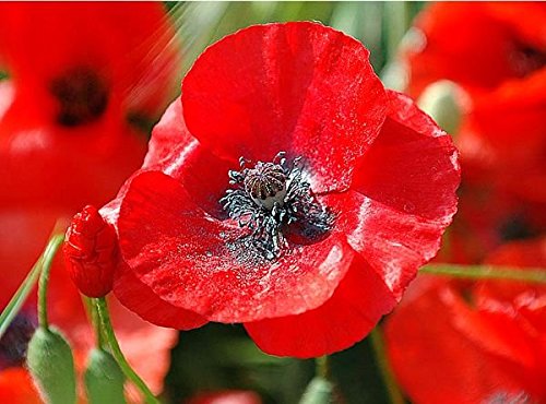 200 Red Corn Poppy Flower Seeds Papaver Rhoeas Rare Easy To Grow And Beautiful From Usa