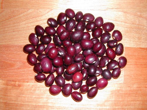 Bean Seeds “organic True Red Cranberry” It Has Excellent Flavor. 30 Seed Packet. Easy To Grow By Seeds And Things