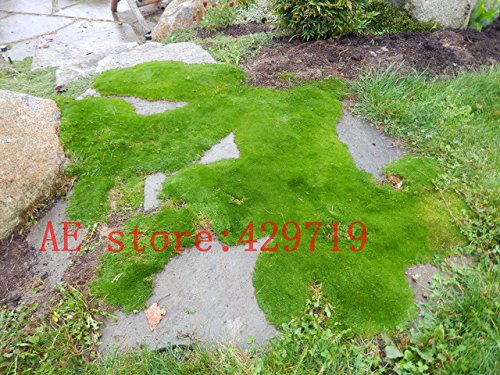 Best Selling 200 PCS Imported Irish Moss Seeds Sagina Subulata Seeds EASY GROW Seeds for DIY home garden decoration ornamental-plant