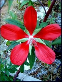 Hinterland Trading Texas Hibiscus Seeds Rare Find Easy To Grow 30 Star Of Texas