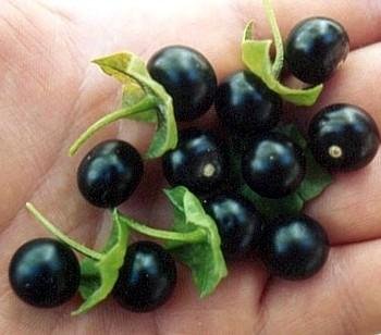 Rare Jaltomate Black Berry 10 Seeds - Easy To Grow!
