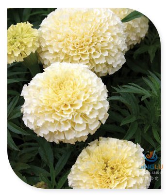 White Marigolds Heirloom Easy To Grow Rare Seeds - 100 Seeds