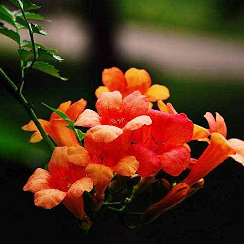 100 pcs Chinese Trumpet Creeper Flower Seeds Germination Rate is as high as 95 Easy to Grow